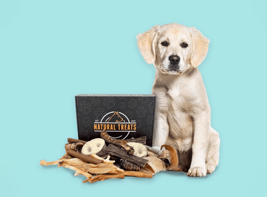 dog treat boxes